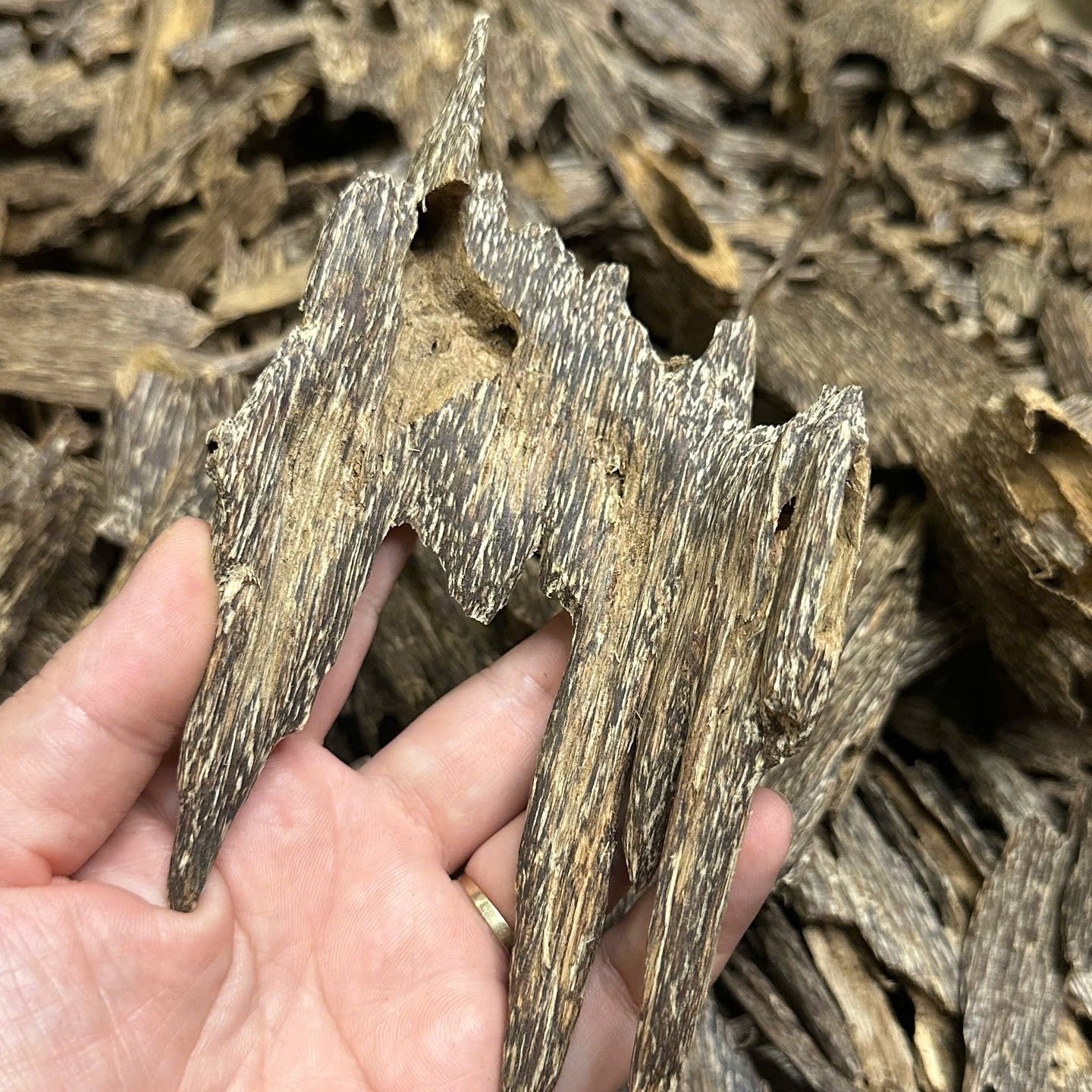 Vietnamese Oud Ant Soufi Double Super