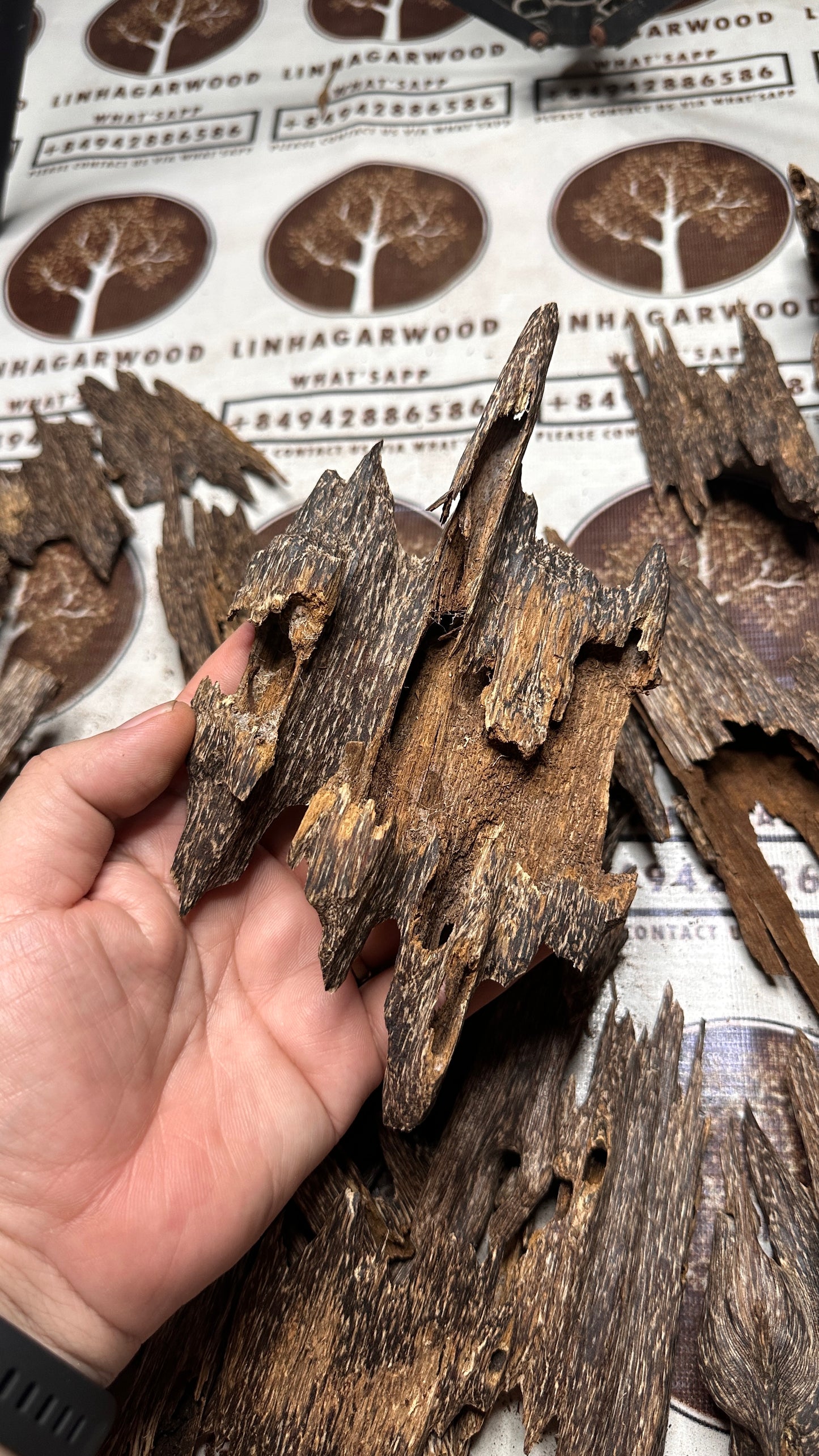 Vietnamese Oud Ant Soufi Rarities VIP Grade