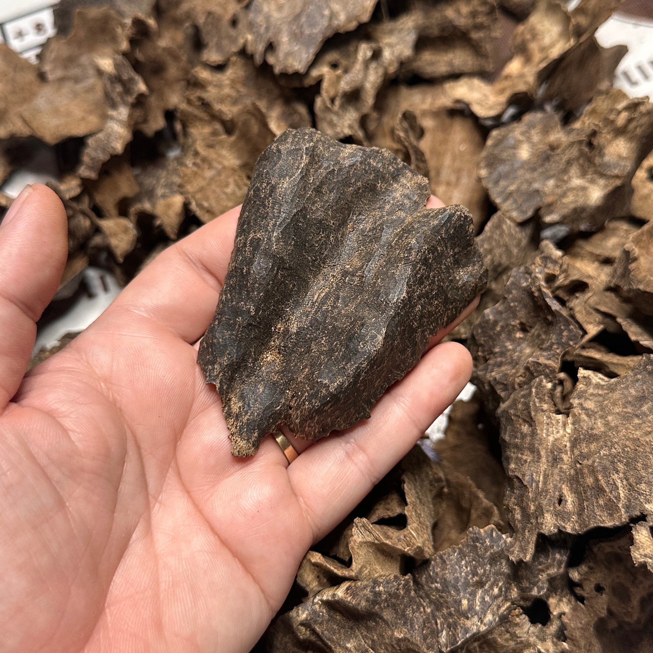 Vietnamese Oud Char Rarities High Grade