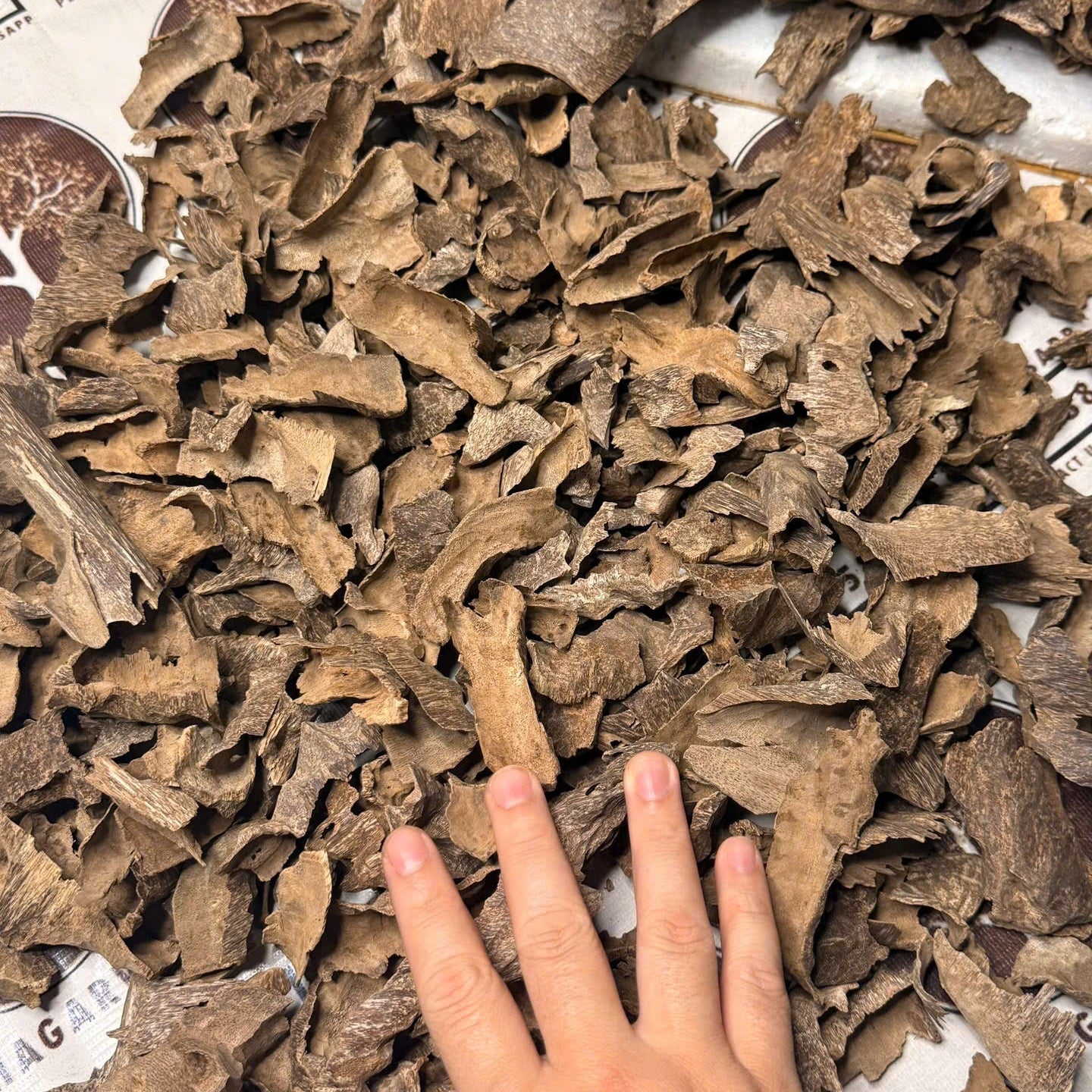 Vietnamese Oud Corner Zawaya Double Super