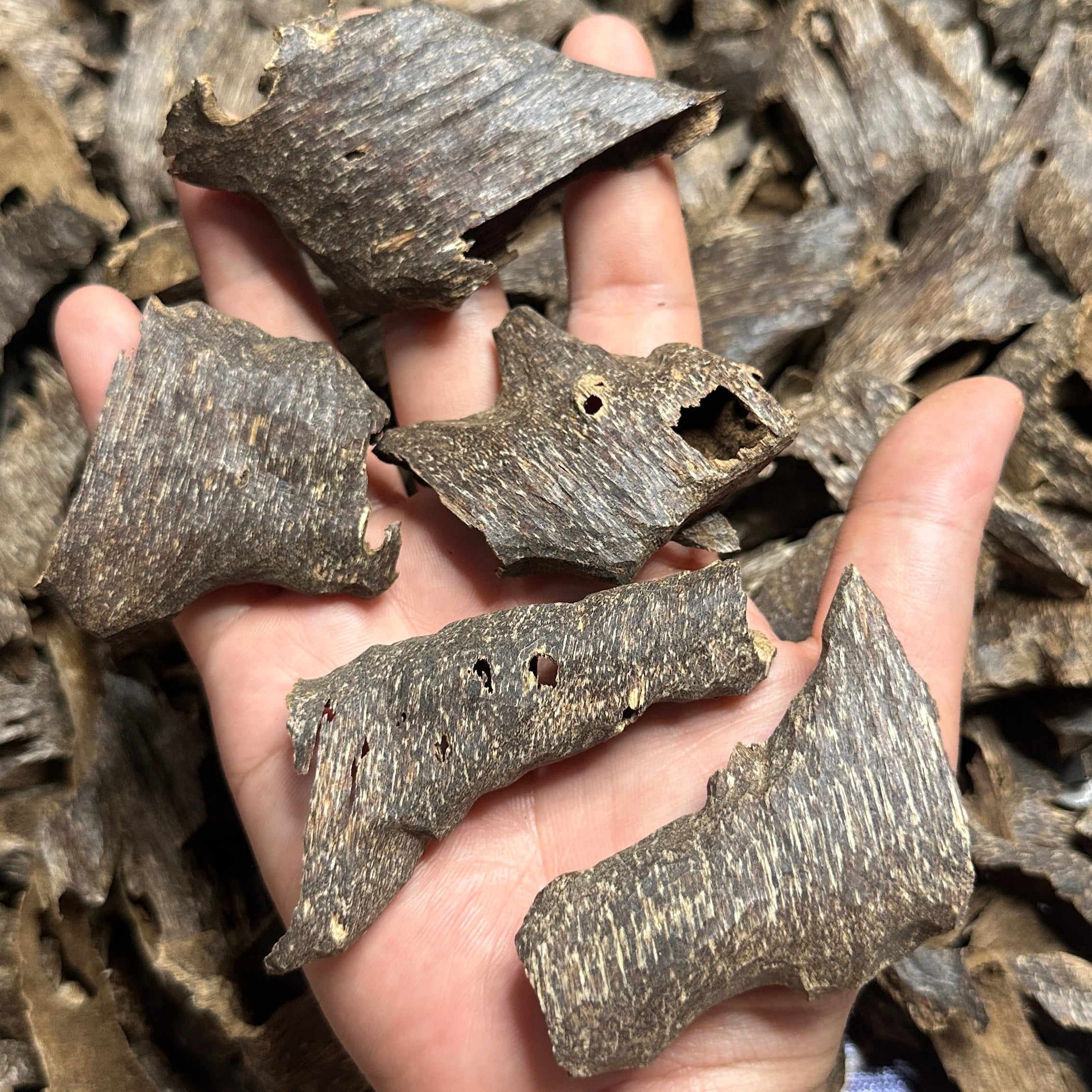 Vietnamese Oud Shells Qawaqie Rarities VIP Grade