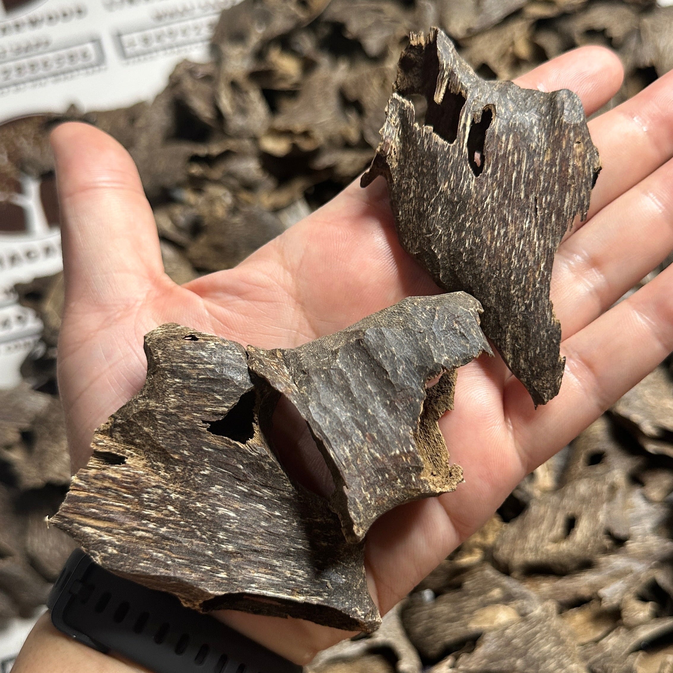 Vietnamese Oud Shells Qawaqie Rarities VIP Grade