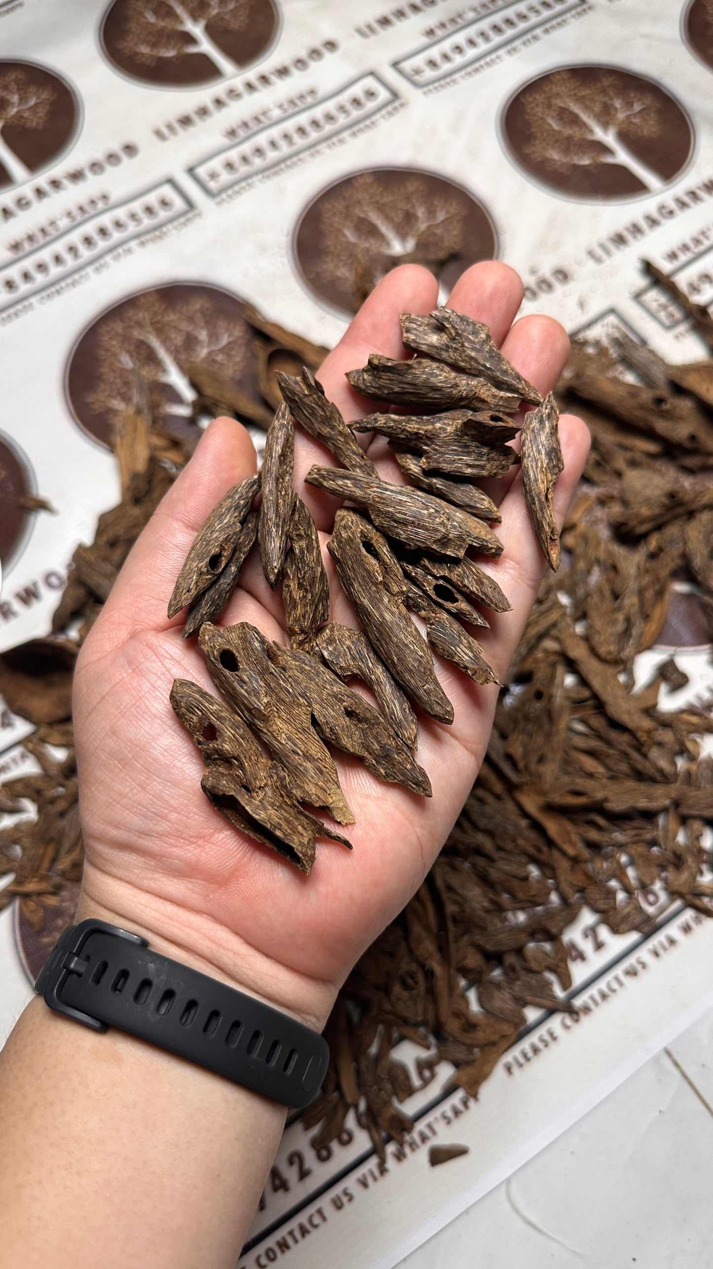 Brunei Oud Ant HIgh Quality Underwater Rarities