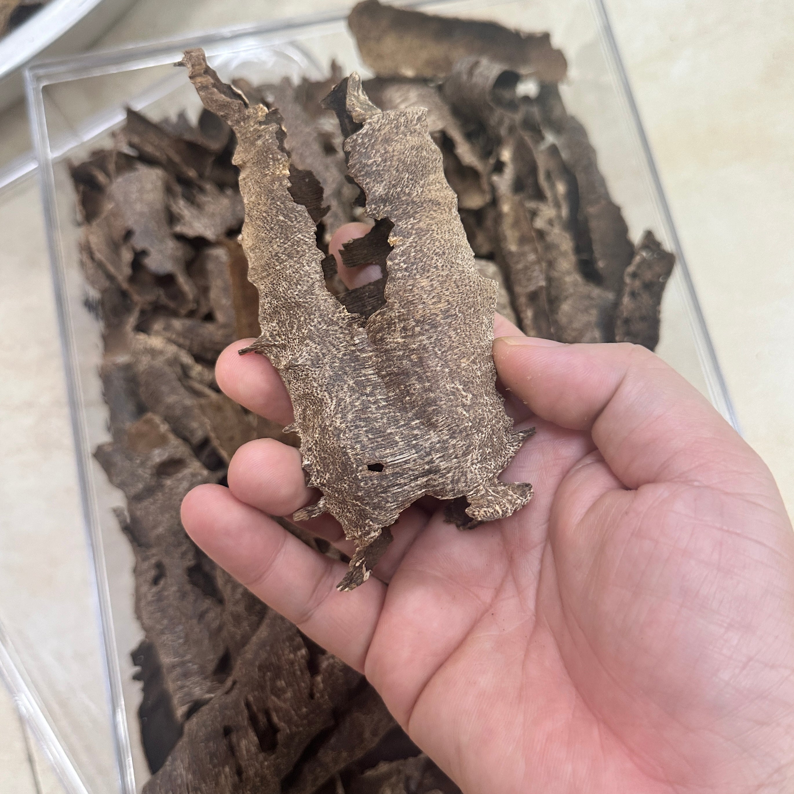 Chinese Conrer Hainan Underwater VIP Grade