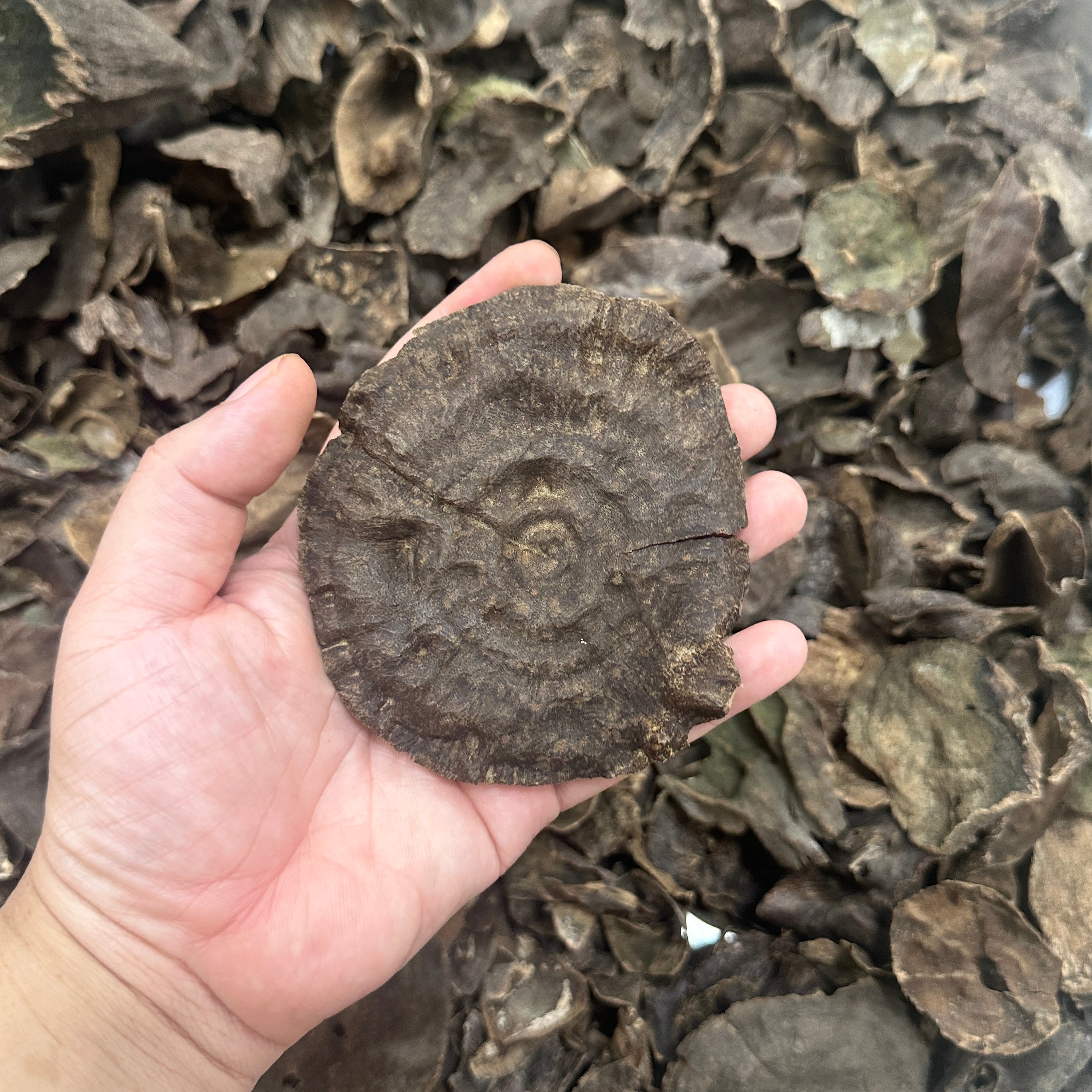 Chinese Junger Wild Hainan VIP Grade