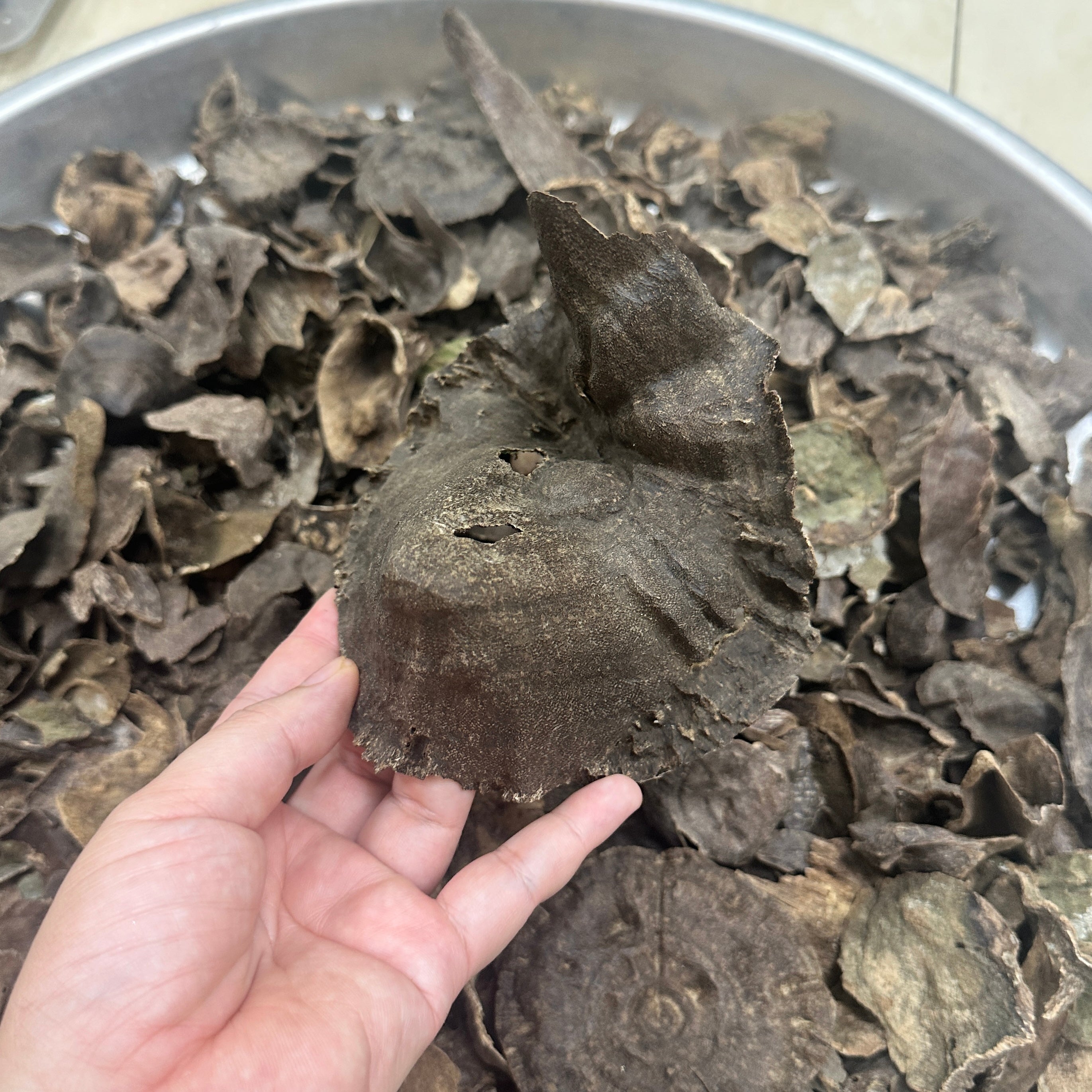 Chinese Junger Wild Hainan VIP Grade