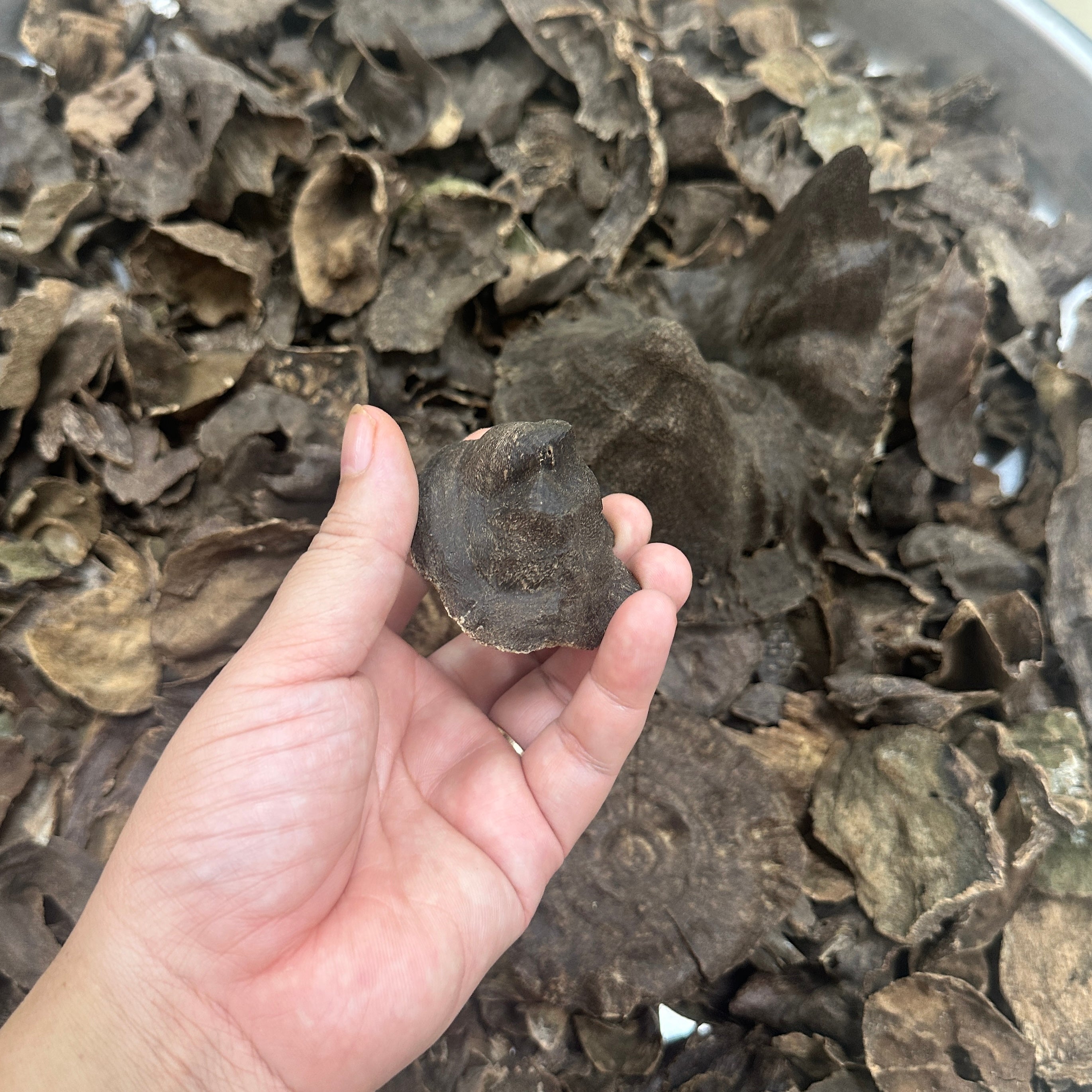 Chinese Junger Wild Hainan VIP Grade