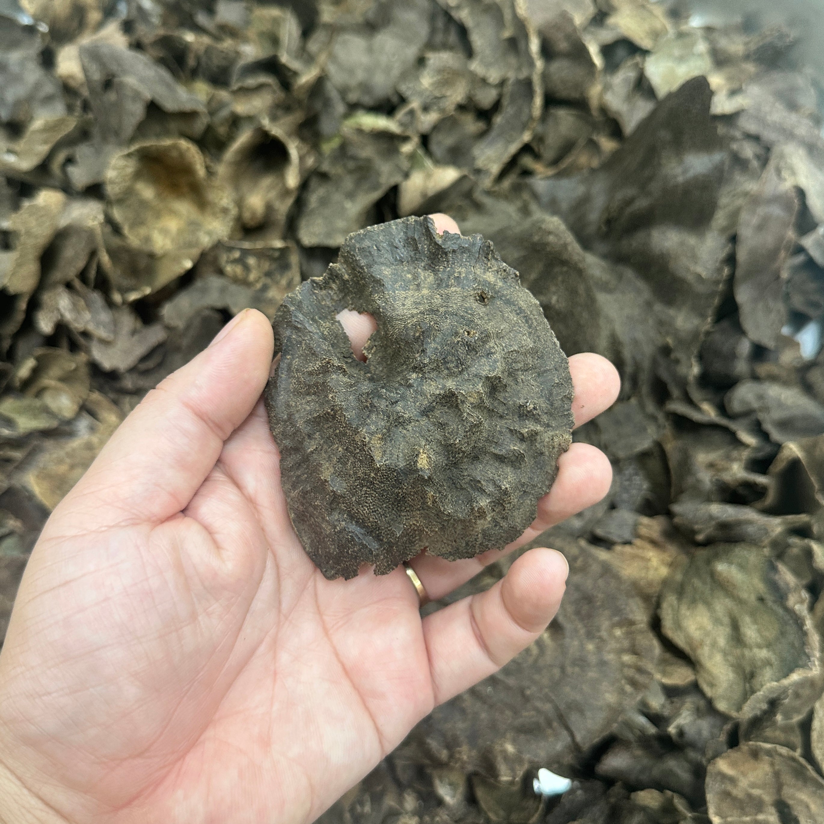 Chinese Junger Wild Hainan VIP Grade