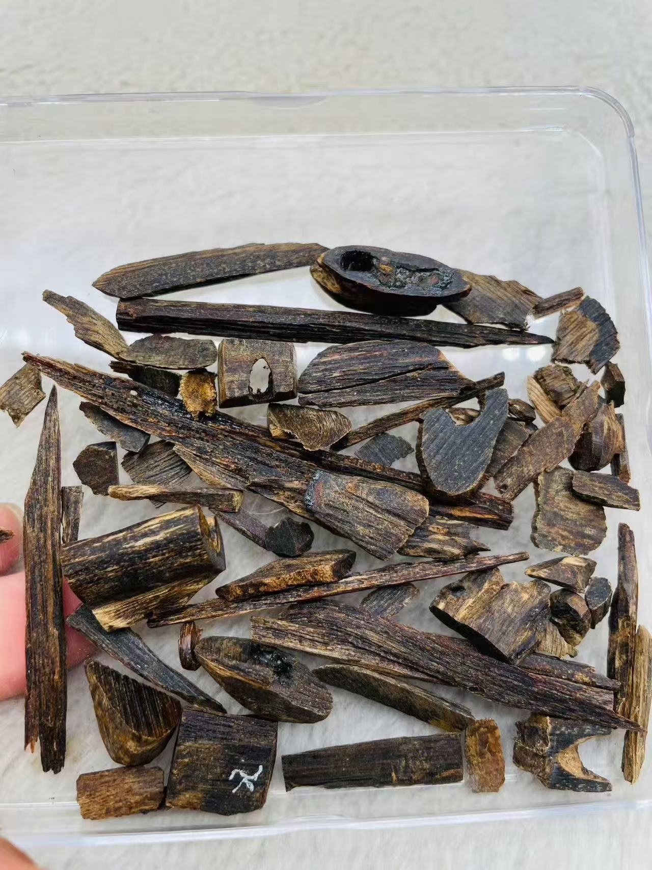 Philippins Oud Leyte VIP Quality Underwater Rarities