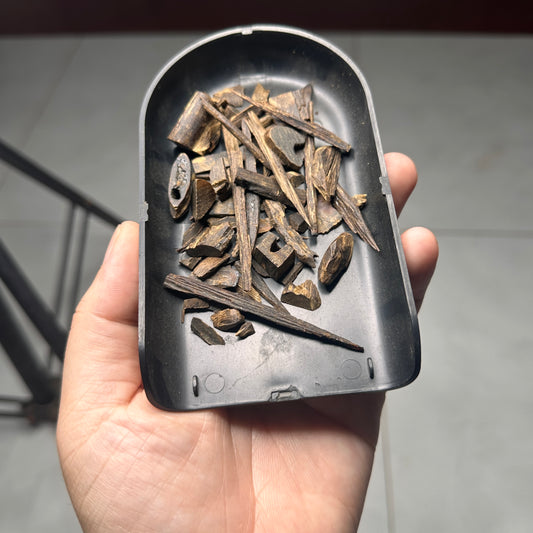 Philippins Oud Leyte VIP Quality Underwater Rarities