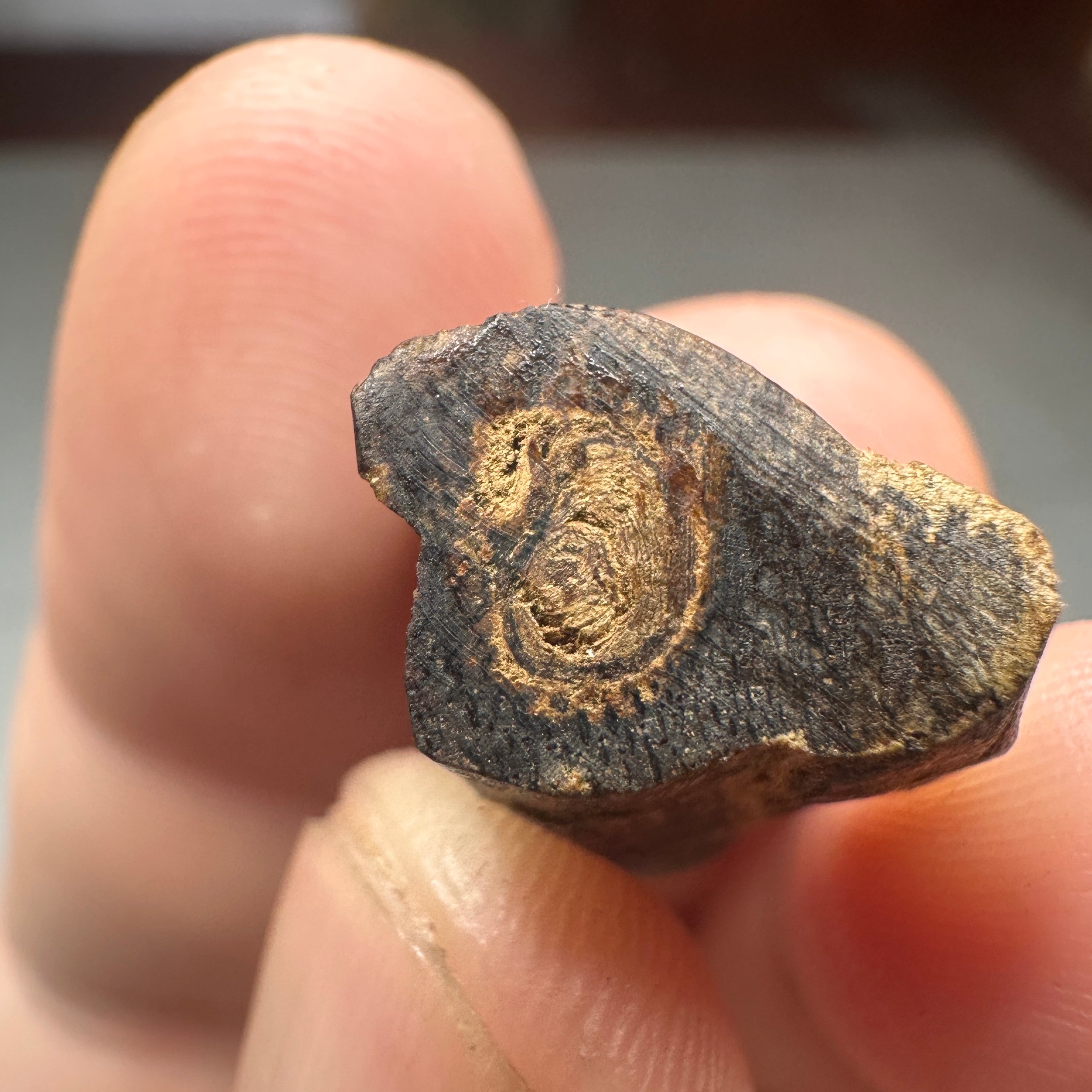 Philippins Oud Leyte VIP Quality Underwater Rarities