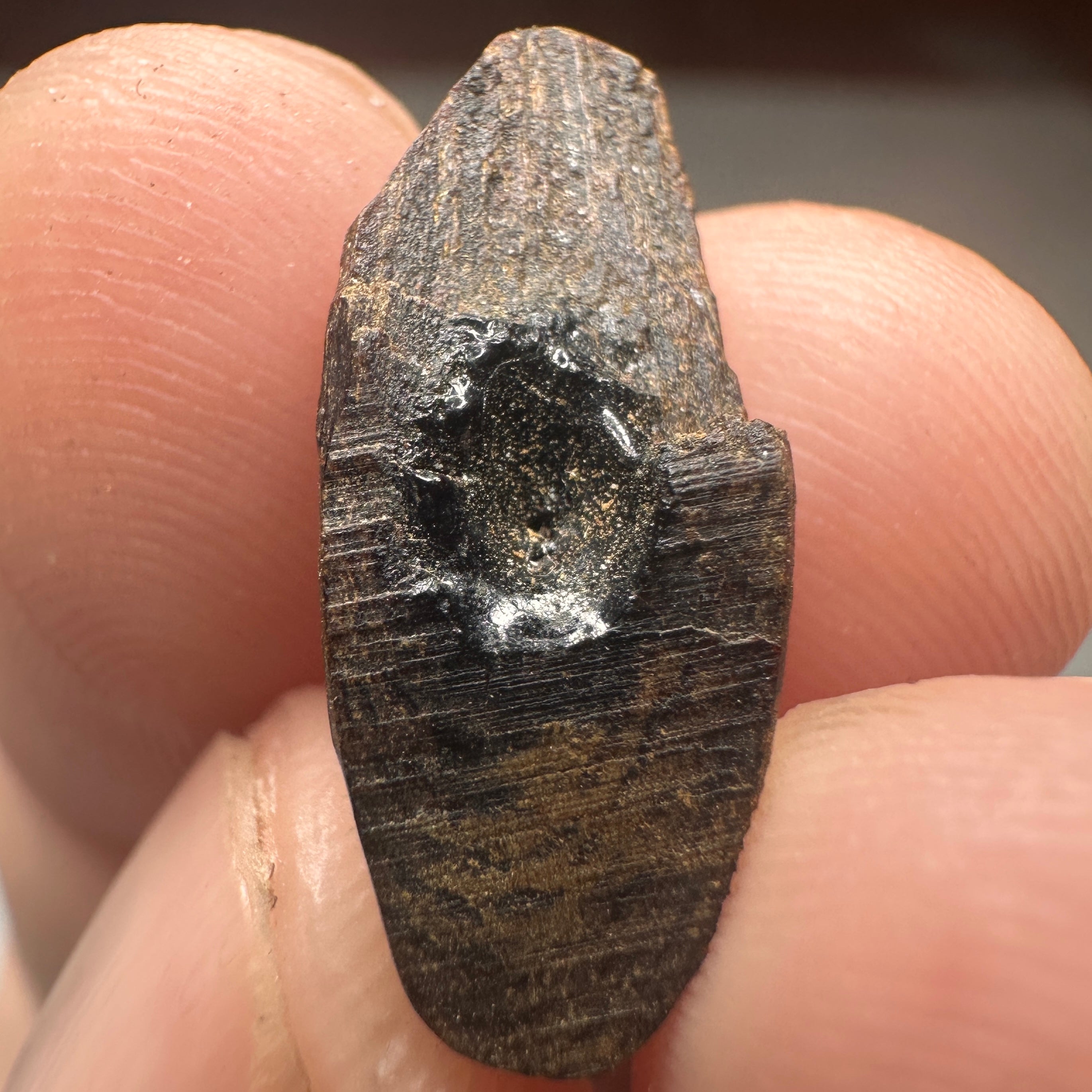 Philippins Oud Leyte VIP Quality Underwater Rarities