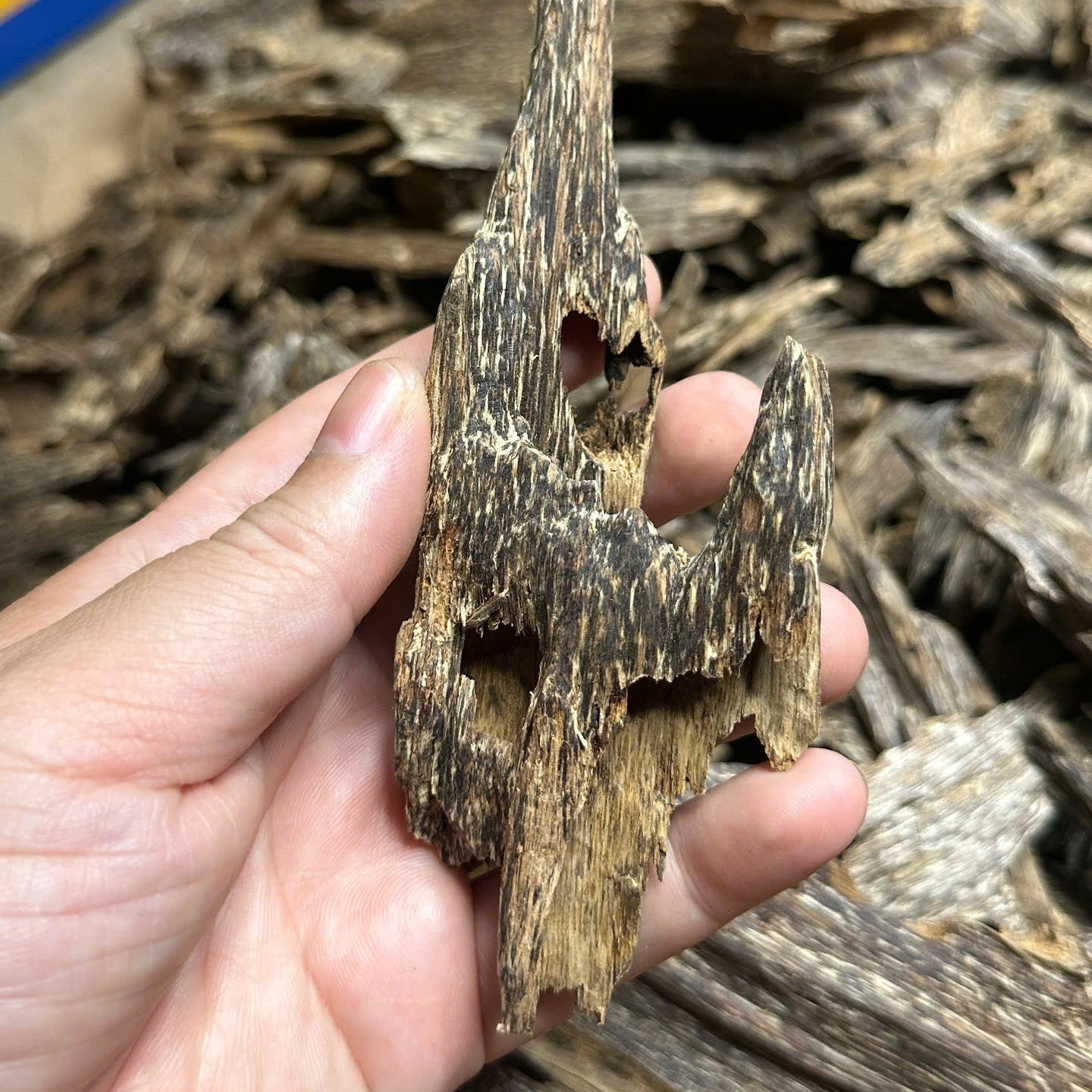 Vietnamese Oud Ant Soufi Double Super