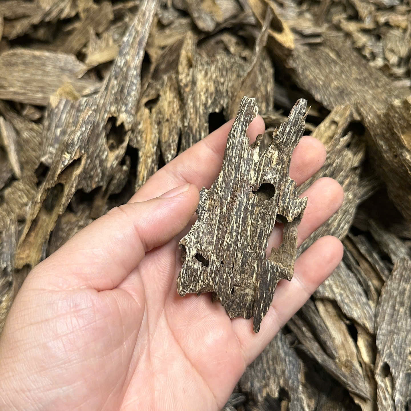 Vietnamese Oud Ant Soufi Double Super