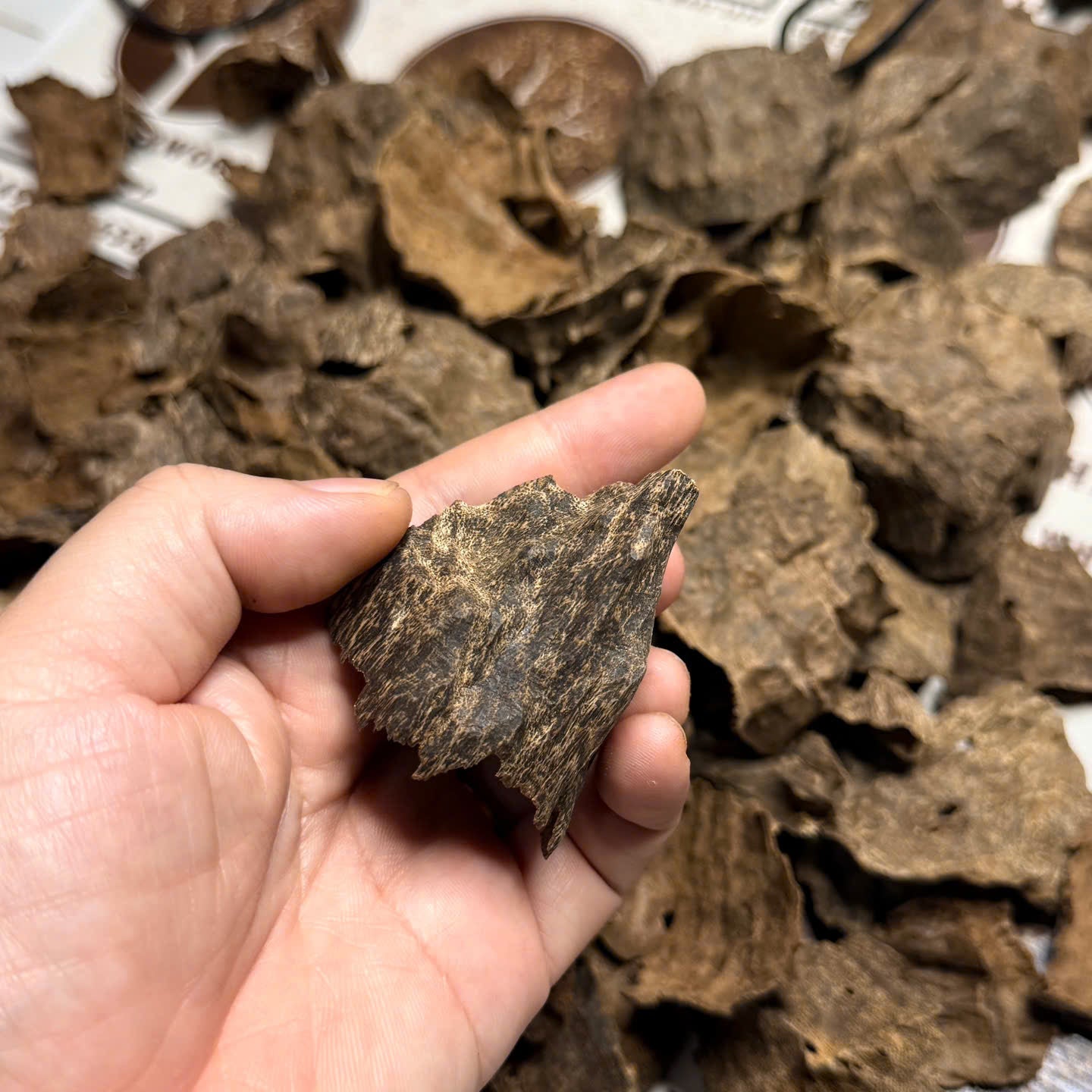 Vietnamese Oud Char Double Super Premium Grade