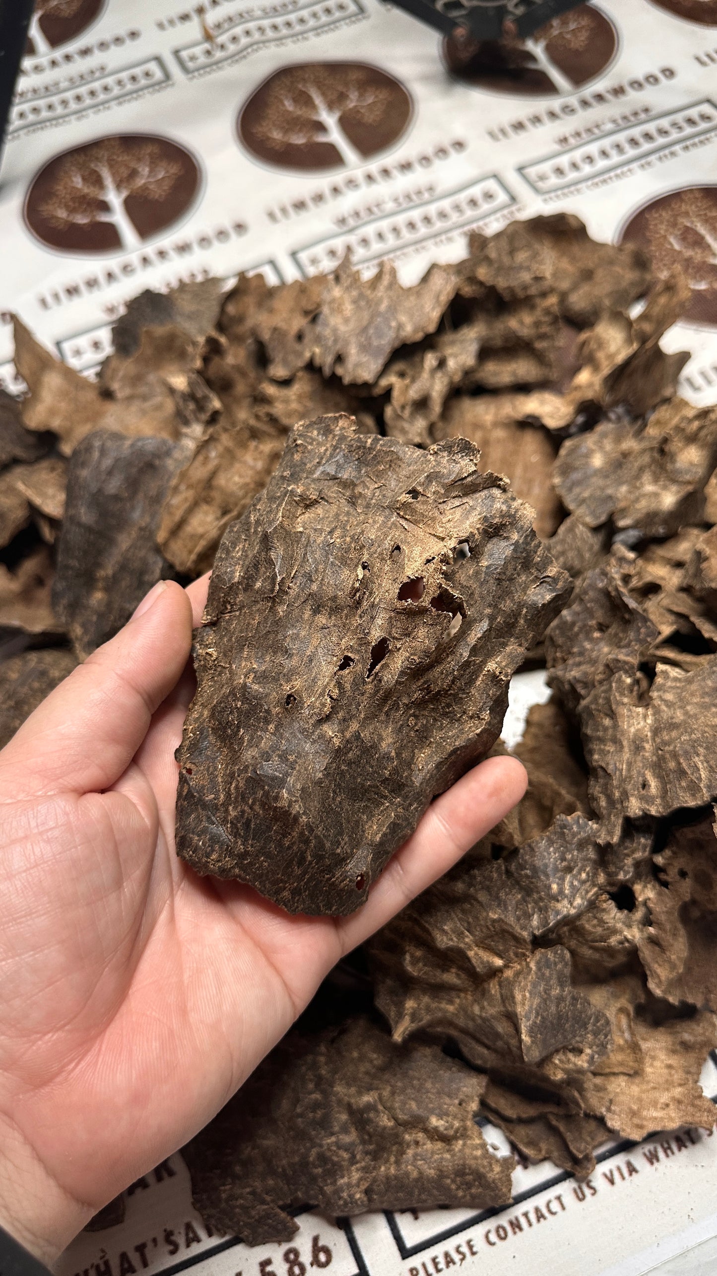 Vietnamese Oud Char Rarities High Grade