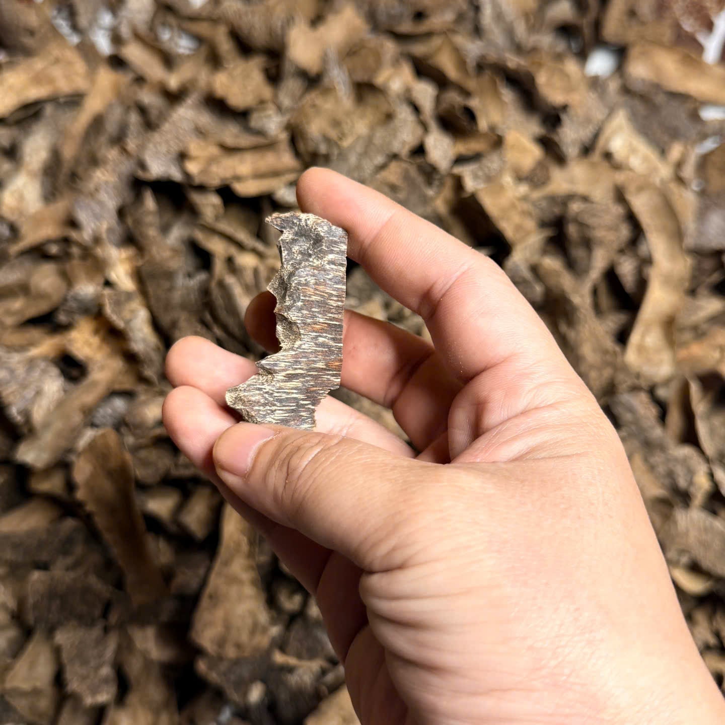 Vietnamese Oud Corner Zawaya Triple Super Grade Premium Dark Resin Aroma