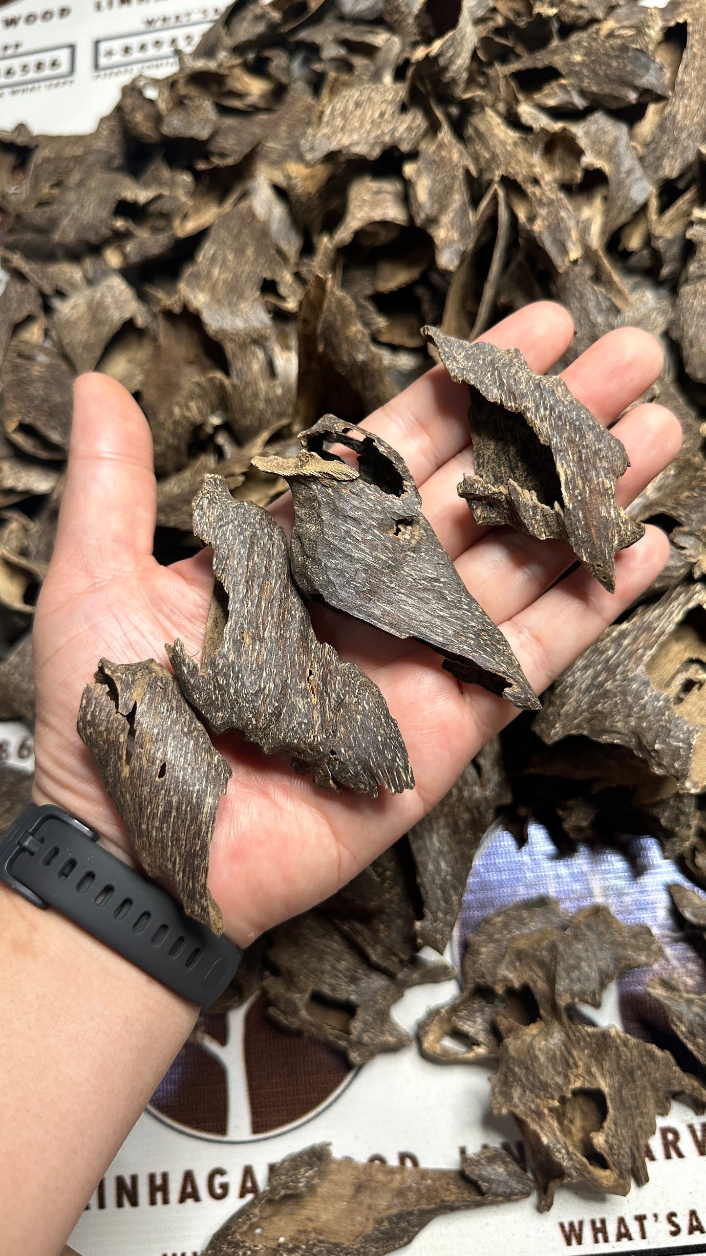 Vietnamese Oud Shells Qawaqie Rarities VIP Grade