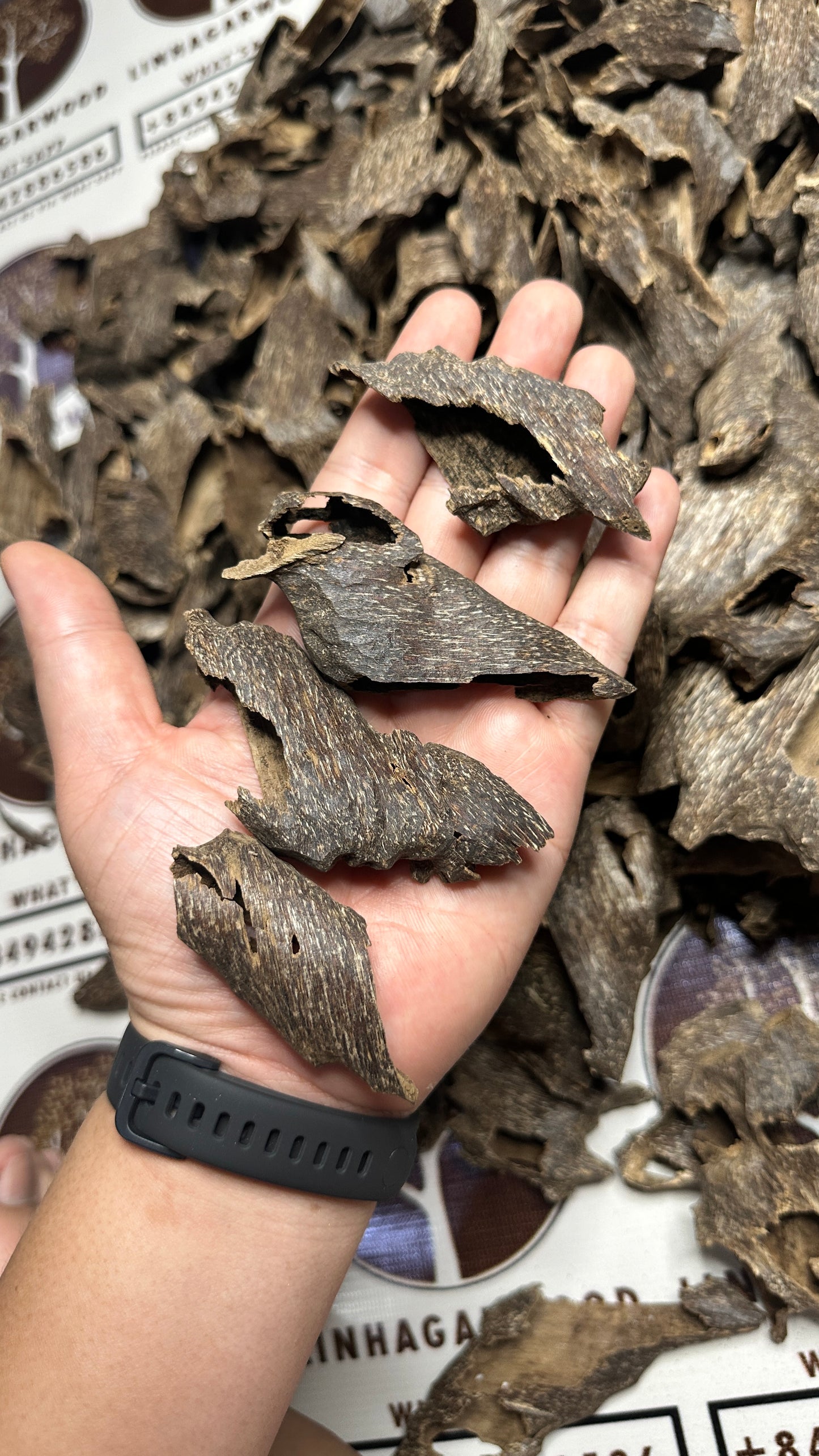 Vietnamese Oud Shells Qawaqie Rarities VIP Grade