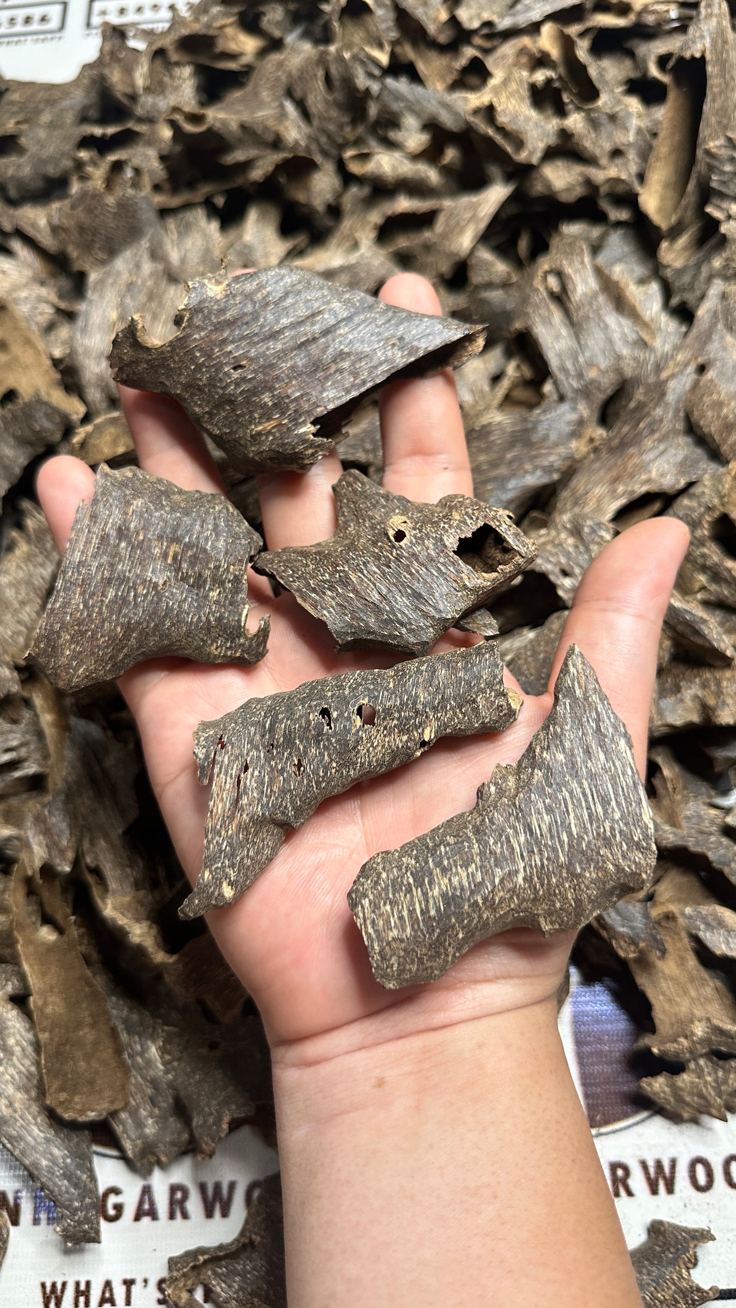 Vietnamese Oud Shells Qawaqie Rarities VIP Grade